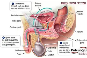 Genital Organlar Türleri ve Özellikleri